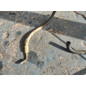 Mangueira De Direção Hidraulica  Meriva 2005 93333052