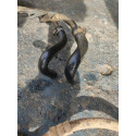 Mangueira De Direção Hidraulica  Meriva 2005 93333052