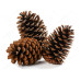 Pinha De Natal Natural Enfeite 20un Pinus Shopping Vitrinism Marrom