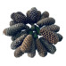Kit 20 Pinha Natural Natal Enfeite Decoração Árvore De Natal Madeira Natural